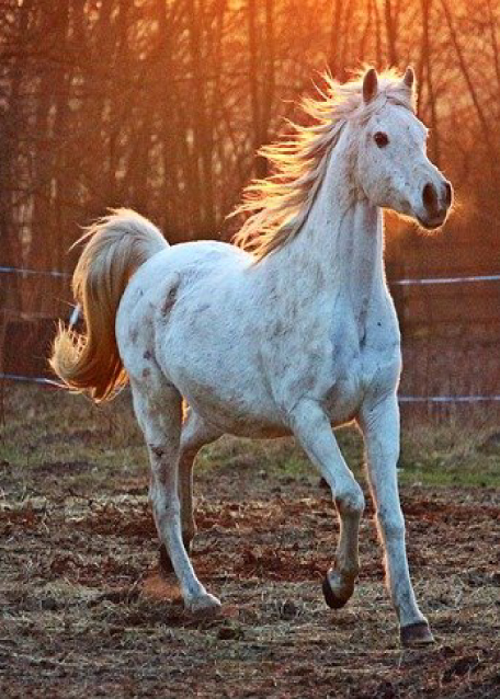 Caballo