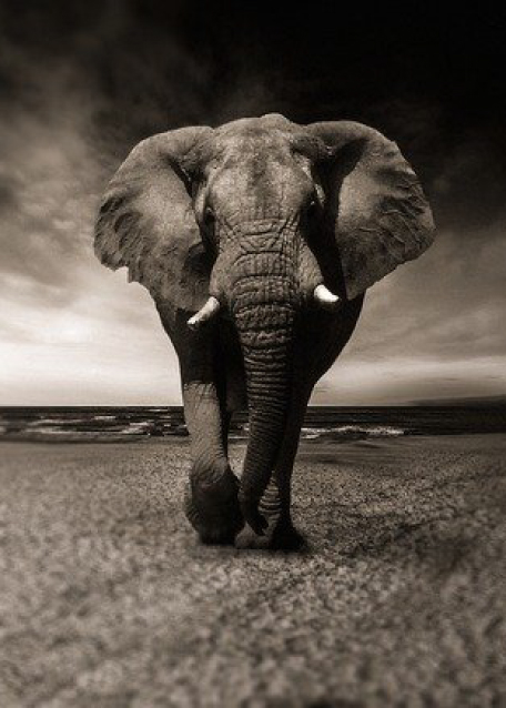 Elefante