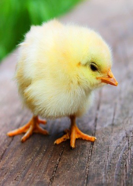 Pollo