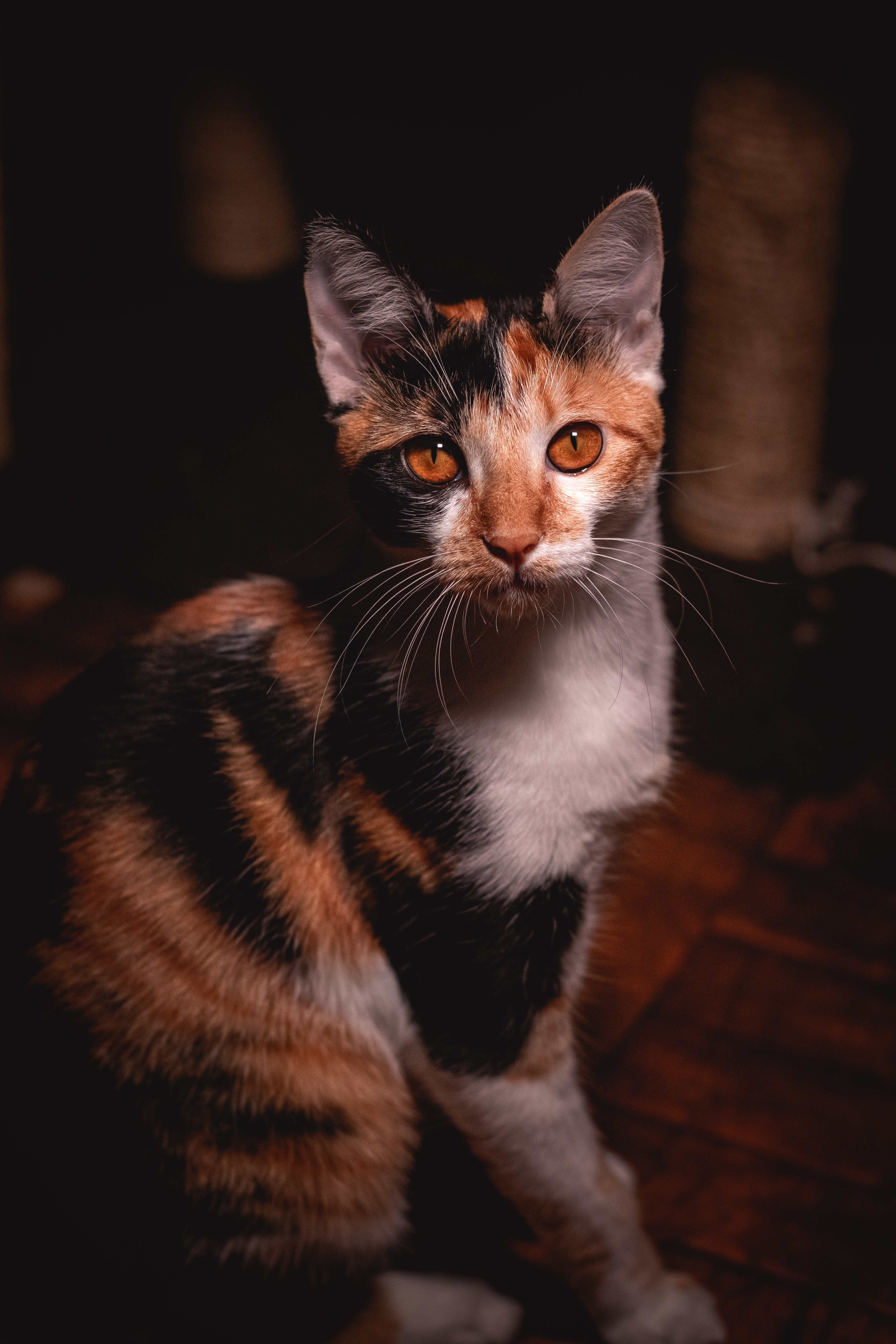 Gato
