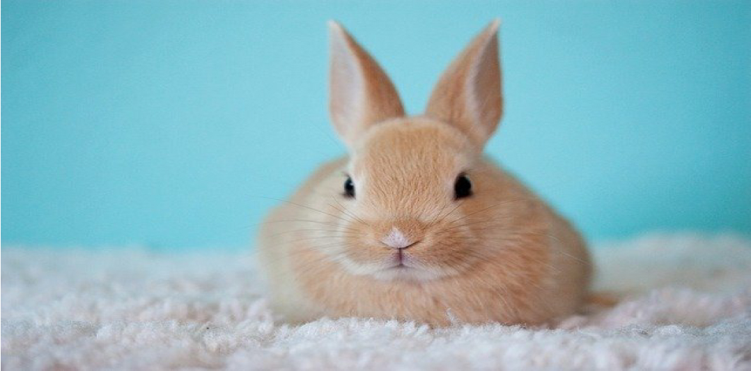 Conejo