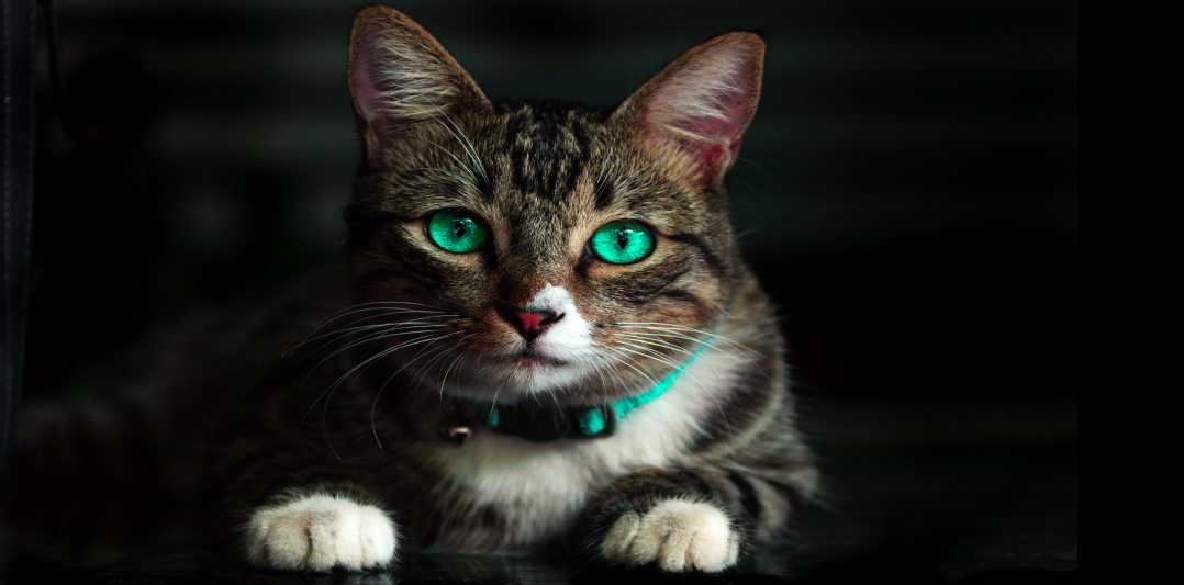 Gato