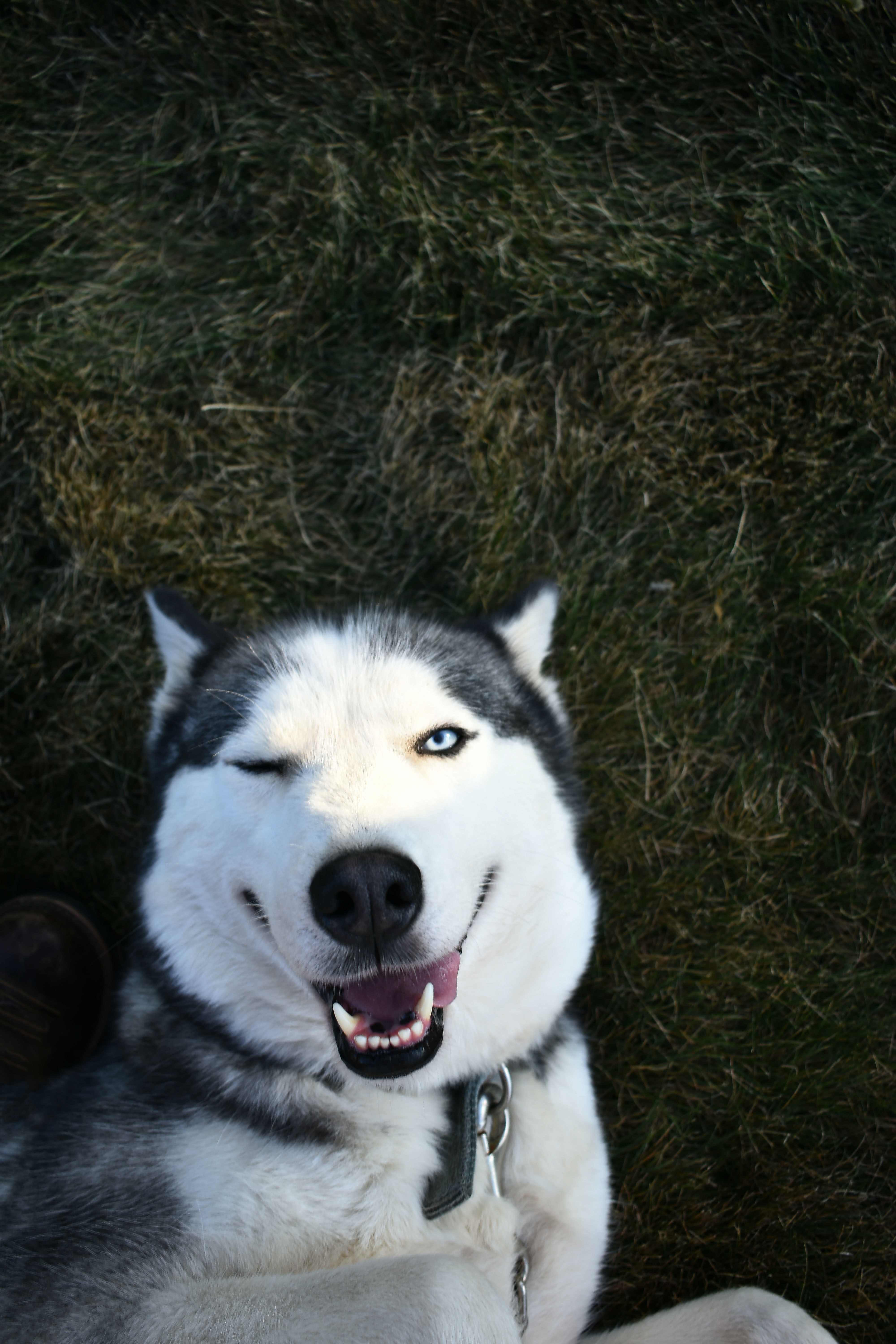 Perro