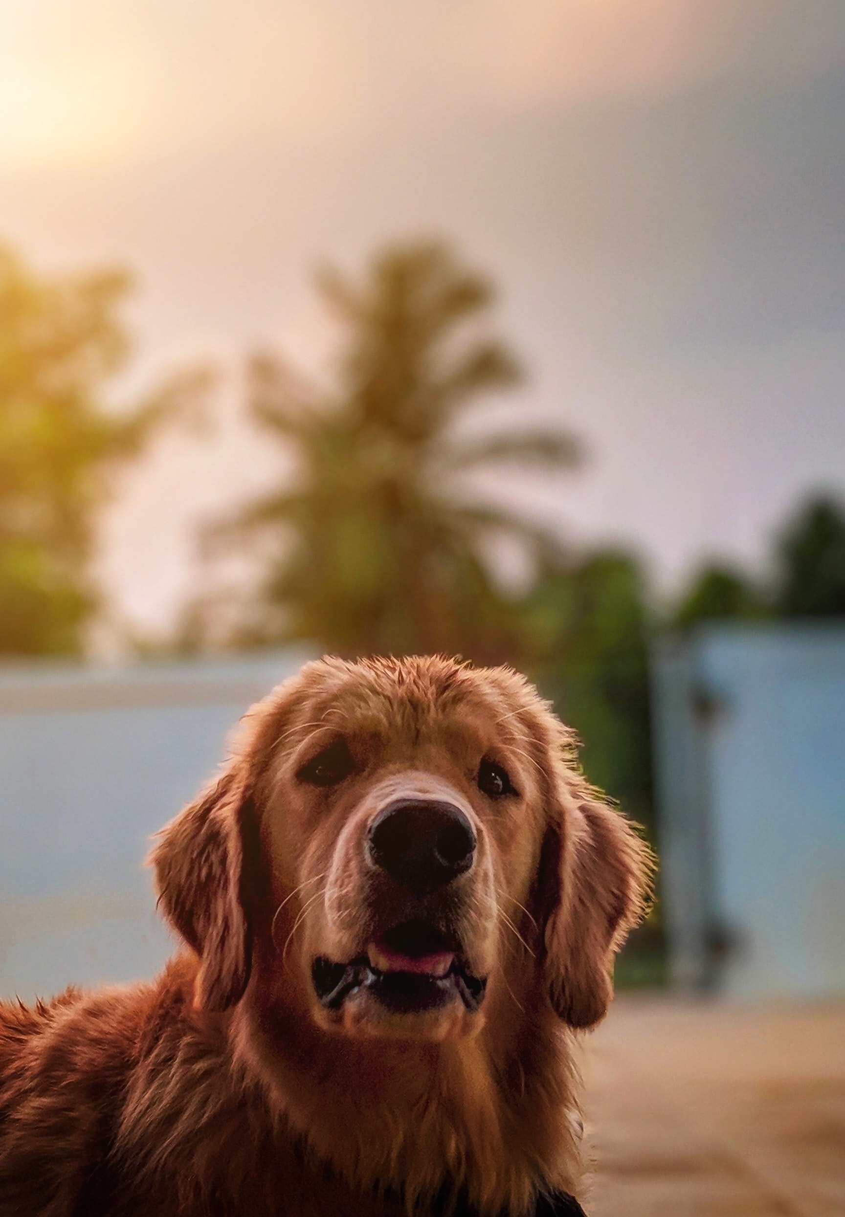 Perro