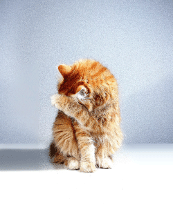 Gato