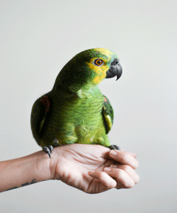 Aves