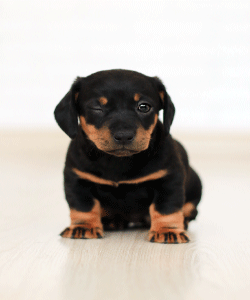 Perro