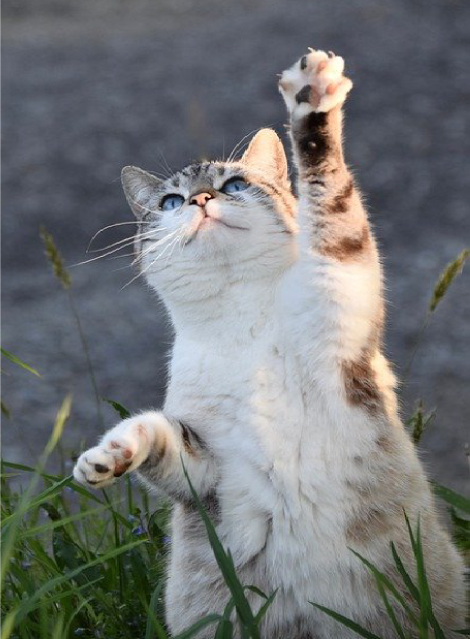 Gato