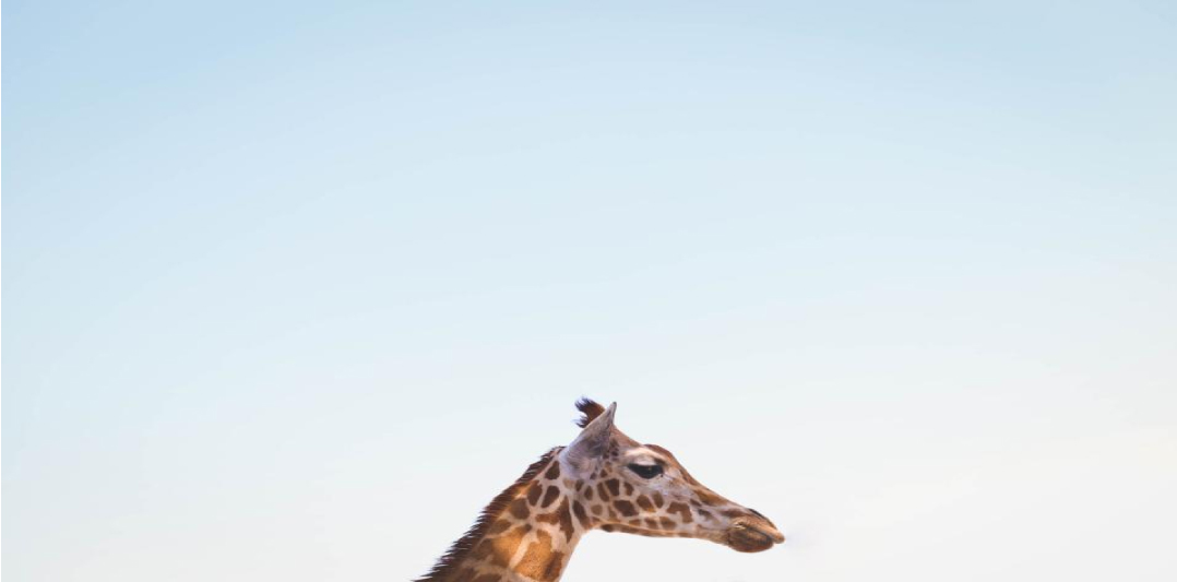 Jirafa