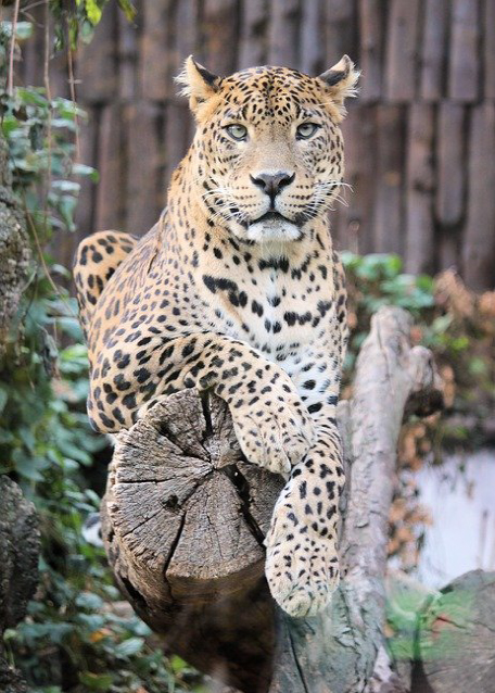 leopardo