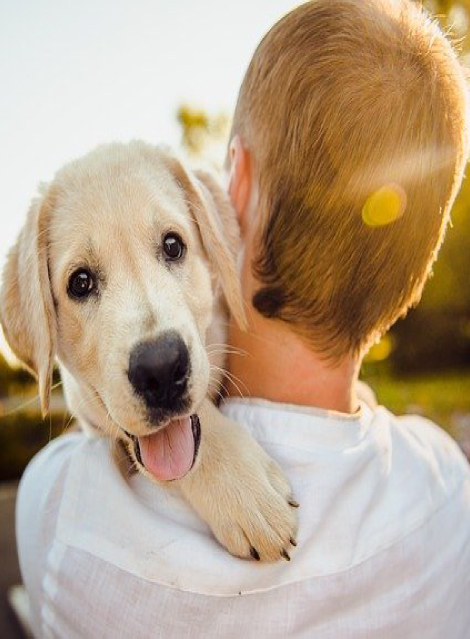 Perro