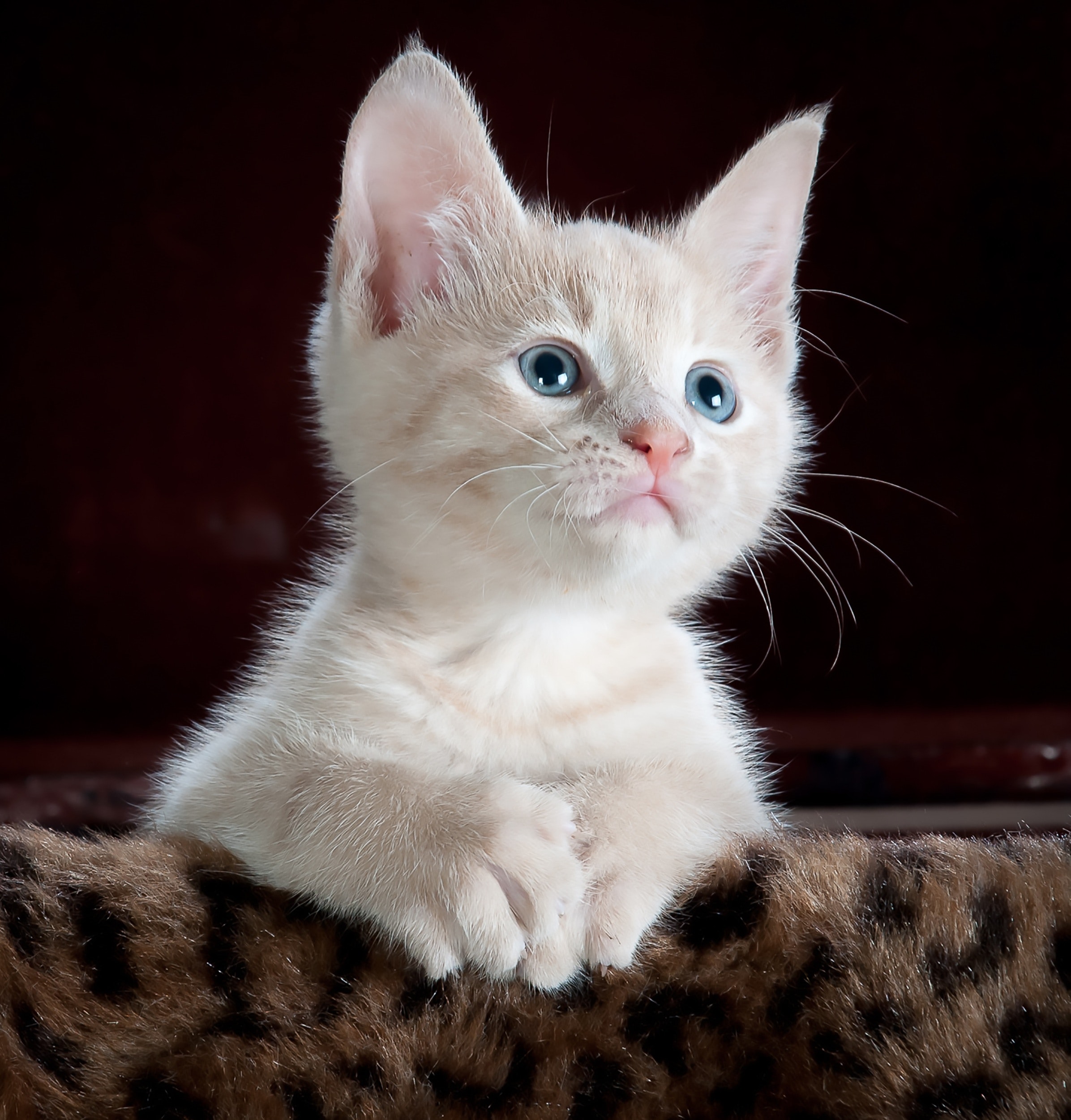 Gato