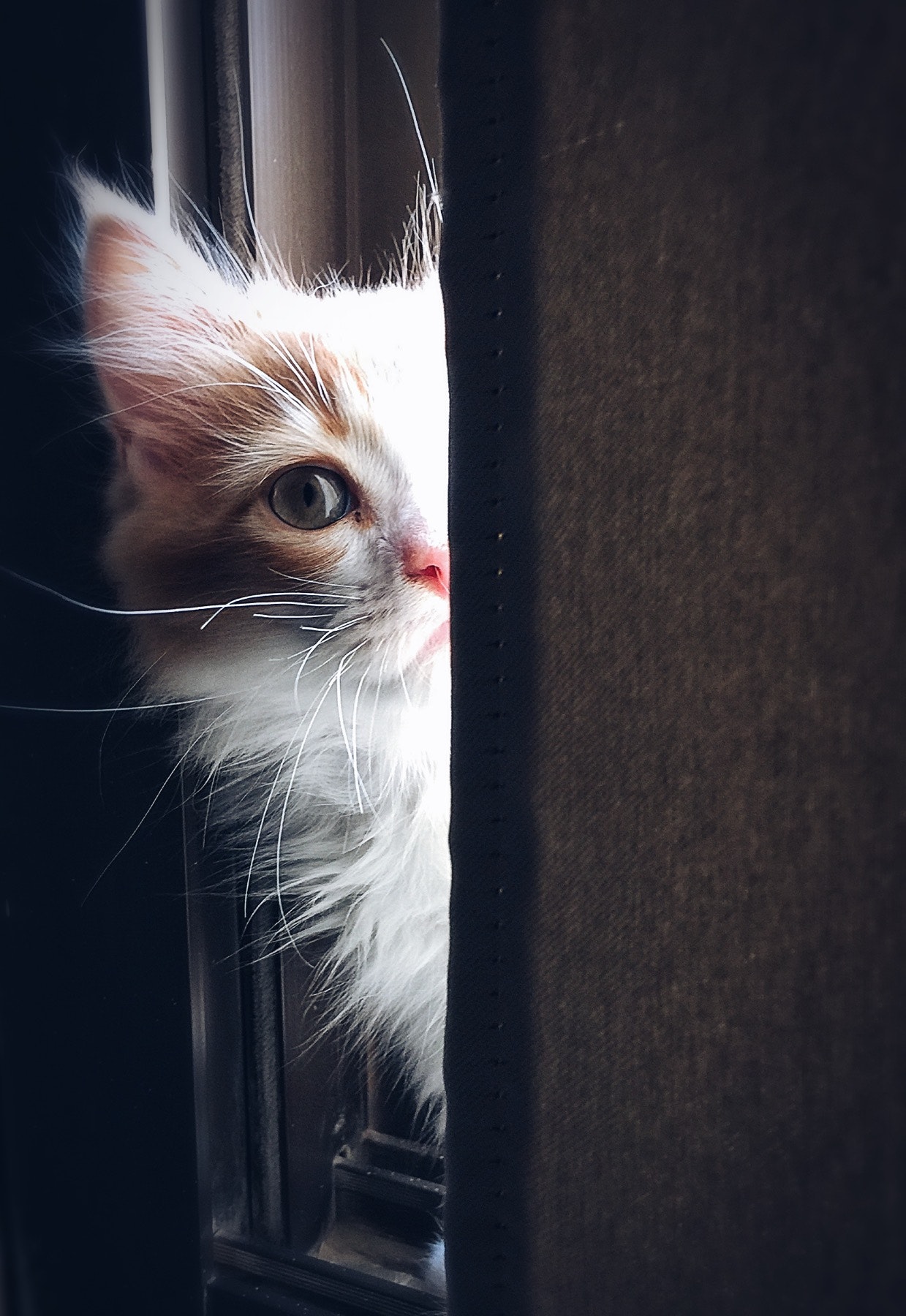 Gato